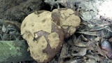 Calvatia craniiformis image