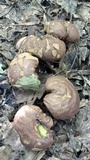 Calvatia craniiformis image