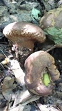 Calvatia craniiformis image