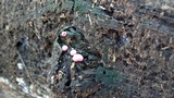 Lycogala epidendrum image