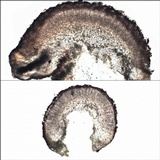 Caloplaca cerina image
