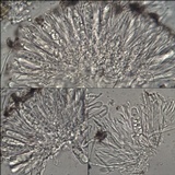 Caloplaca cerina image