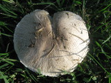 Leucoagaricus barssii image