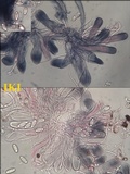 Caloplaca cerina image
