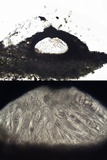 Julella vitrispora image