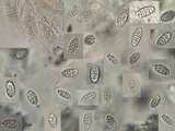 Julella vitrispora image