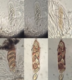 Julella vitrispora image