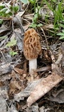 Verpa bohemica image