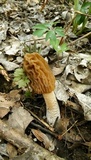 Verpa bohemica image