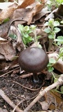 Entoloma vernum image