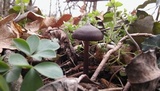 Entoloma vernum image