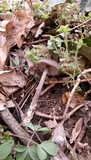 Entoloma vernum image