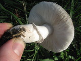 Leucoagaricus barssii image