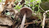 Entoloma vernum image