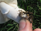 Leucoagaricus barssii image