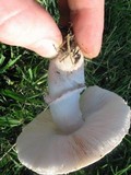 Leucoagaricus barssii image