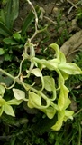 Peronospora alsinearum image