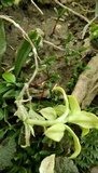 Peronospora alsinearum image