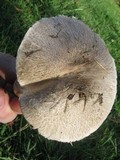 Leucoagaricus barssii image