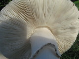 Leucoagaricus barssii image