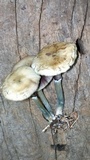 Psilocybe subaeruginascens image