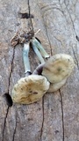 Psilocybe subaeruginascens image