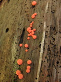 Lycogala epidendrum image