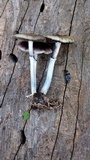 Psilocybe subaeruginascens image