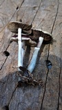 Psilocybe subaeruginascens image