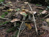 Hebeloma sinapizans image