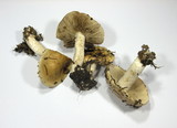 Hebeloma sinapizans image