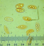 Polyporus tuberaster image