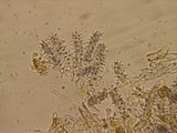 Aleurodiscus farlowii image