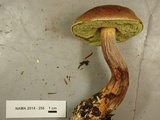 Boletellus mirabilis image