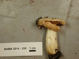Lactarius pallescens image