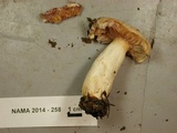 Lactarius pallescens image