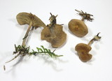 Gymnopus peronatus image