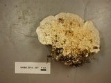 Trametes gibbosa image