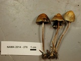 Hypholoma dispersum image