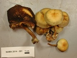 Hypholoma capnoides image