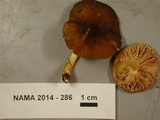 Pluteus romellii image