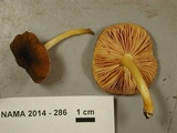 Pluteus romellii image
