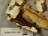 Byssomerulius corium image