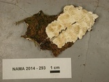 Irpex lacteus image