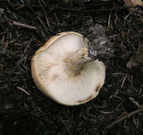 Lactarius intermedius image