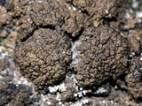 Endocarpon pallidulum image