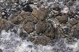 Endocarpon pallidulum image