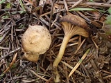 Hodophilus micaceus image