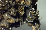 Leptochidium albociliatum image