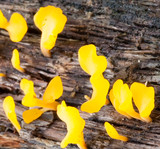 Dacryopinax spathularia image
